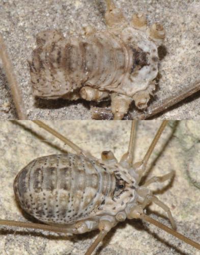 Réf. 311 066 : Leiobunum religiosum