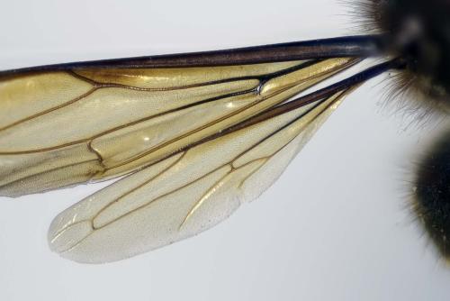 Vespa crabro