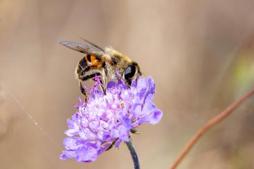 Eristalis tenax