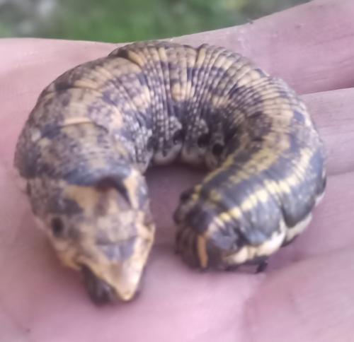 Agrius convolvuli