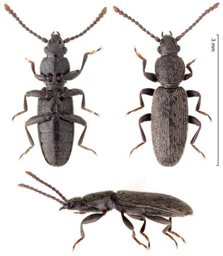 Airaphilus elongatus