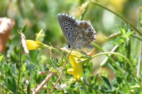 Polyommatus bellargus