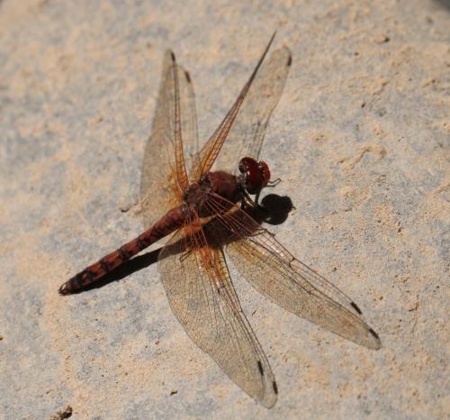 Paltothemis lineatipes