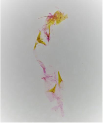 Réf. 311 756 : Ancylis achatana