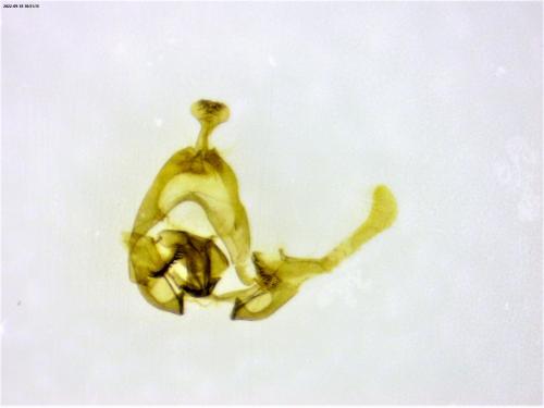 Endothenia gentianaeana