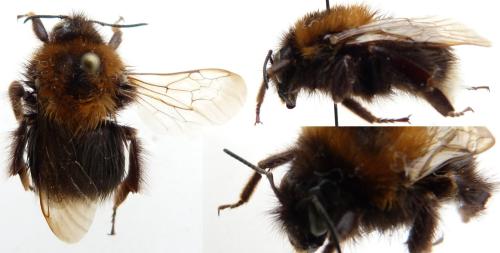 Bombus hypnorum