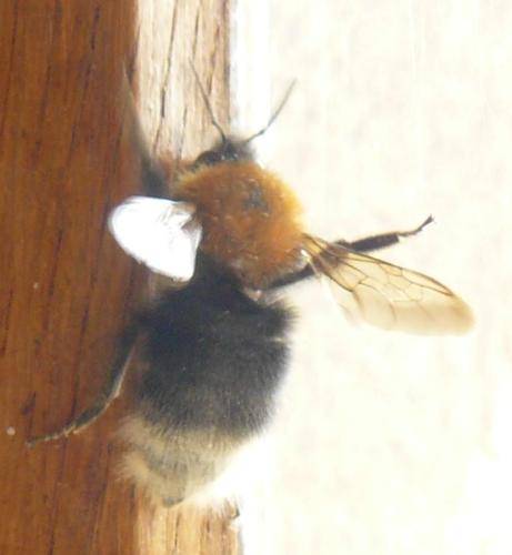 Bombus hypnorum