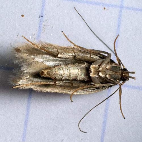 Réf. 311 322 : Borkhausenia nefrax