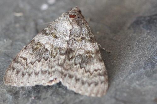 Réf. 311 842 : Catocala elocata