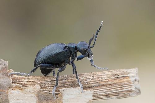 Meloe sp.