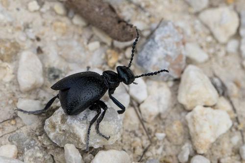 Meloe sp.