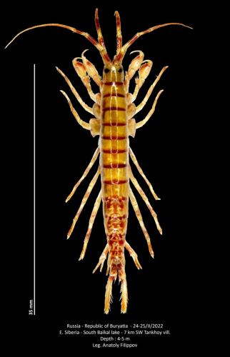 Eulimnogammarus verrucosus