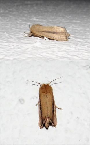 Réf. 311 662 : Sesamia nonagrioides