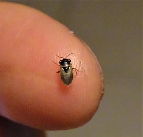 Réf. 311 598 : Geocoris megacephalus