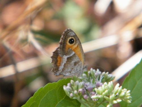 Pyronia cecilia