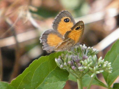 Pyronia cecilia