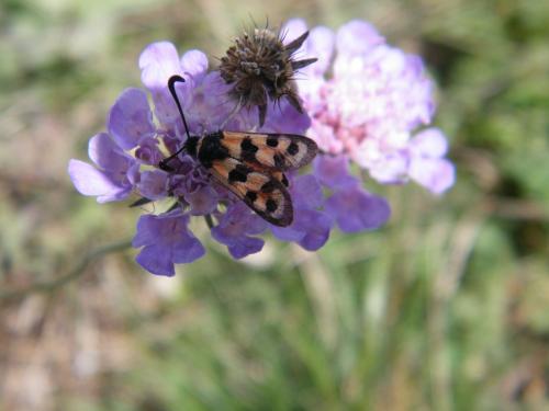 Zygaena fausta
