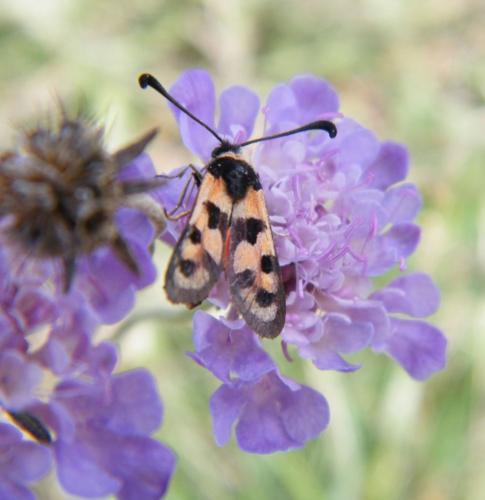 Zygaena fausta