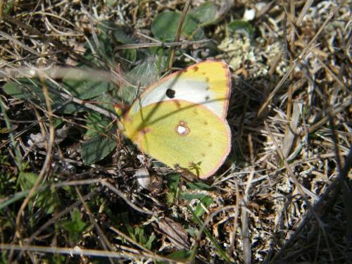 Colias sp.