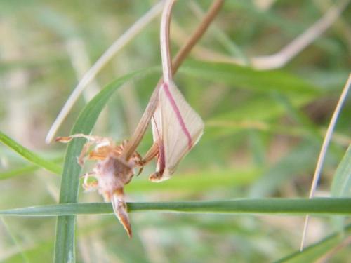 Rhodometra sacraria