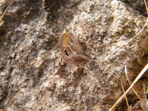 Pyronia cecilia