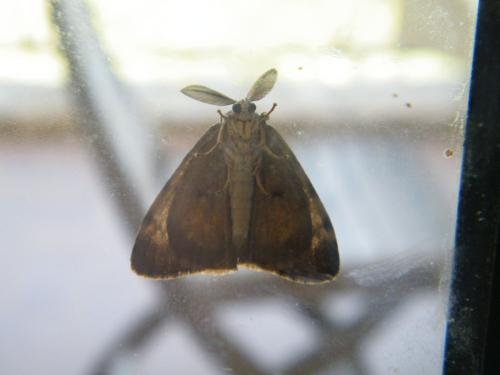 Réf. 311 702 : Lymantria dispar