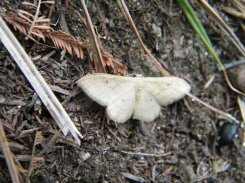 Réf. 311 400 : Idaea rubraria
