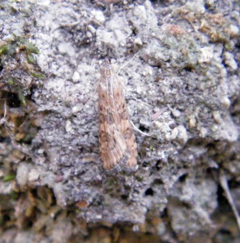Nomophila noctuella