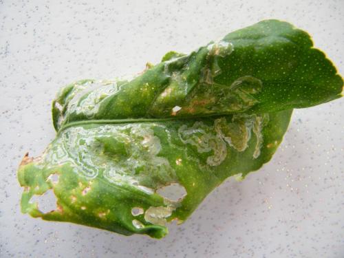 Phyllocnistis citrella