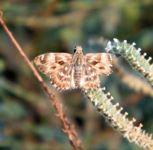 Carcharodus alceae