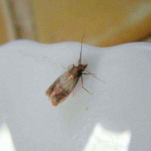 Plodia interpunctella
