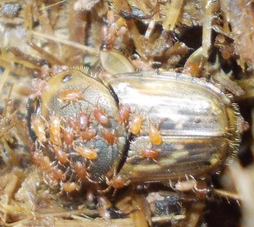 Euoniticellus fulvus
