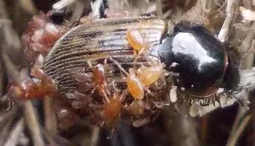 Nimbus contaminatus