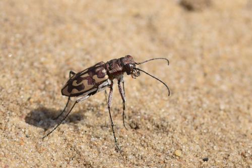 Réf. 311 510 : Lophyra flexuosa