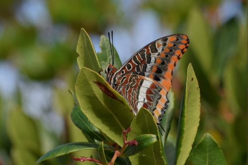 Charaxes jasius