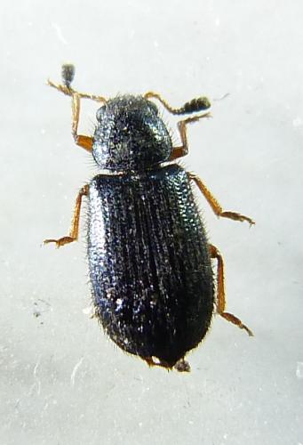 Necrobia rufipes