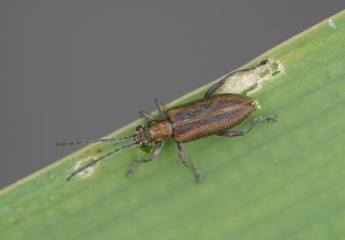 Réf. 311 907 : Donacia vulgaris