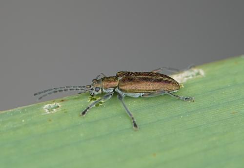 Réf. 311 908 : Donacia vulgaris