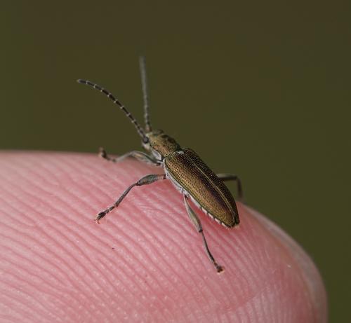 Réf. 311 909 : Donacia vulgaris
