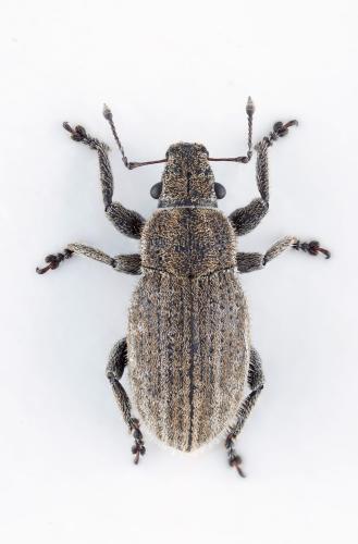 Réf. 311 748 : Strophosoma faber