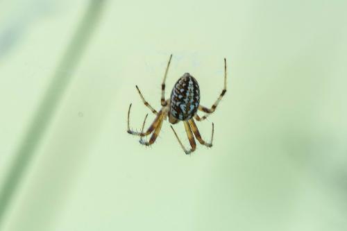 Neoscona byzanthina