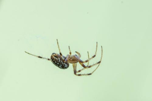 Neoscona byzanthina