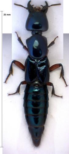 Eulissus chalybaeus