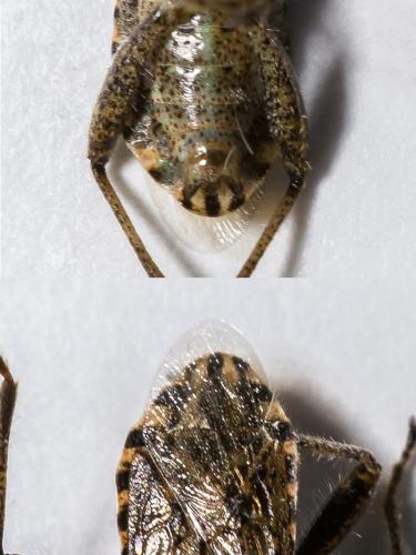Stictopleurus punctatonervosus