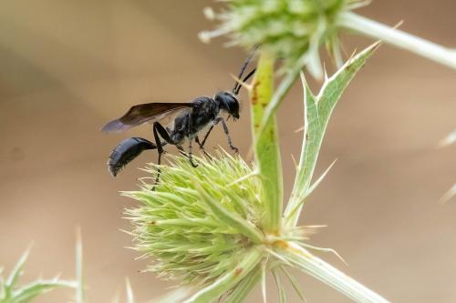 Isodontia mexicana