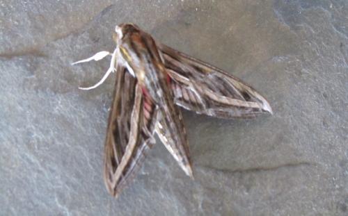 Réf. 311 236 : Hippotion celerio