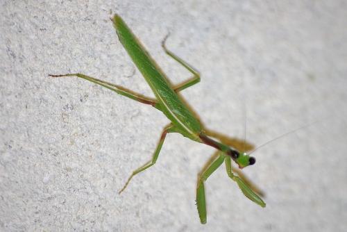 Réf. 311 395 : Iris oratoria