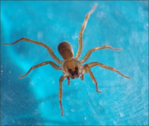Trabea paradoxa