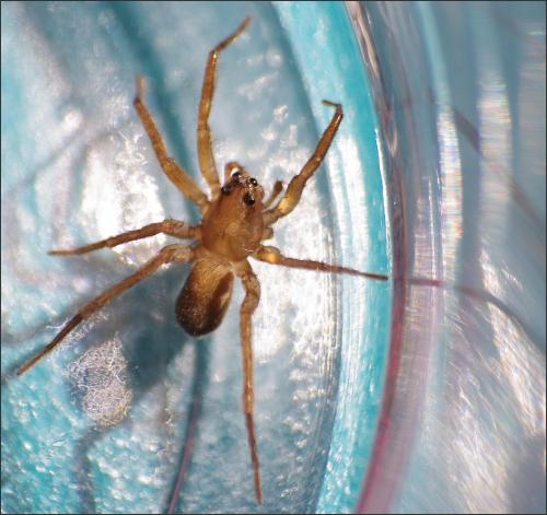 Trabea paradoxa