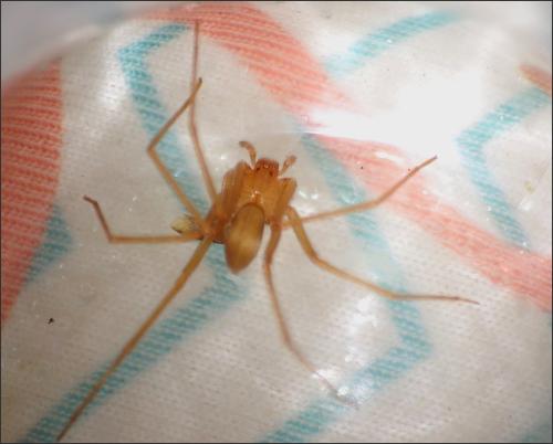 Loxosceles rufescens